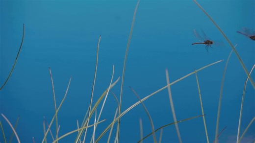 One of England’s rarest dragonflies is being introduced to RSPB Campfield Marsh in Cumbria today – the White-faced Darter. A big thank you to British Dragonfly Society, Natural England and Cumbria Wildlife Trust @cumbriawildlife for their support in making this happen 💚 How you too can help dragonflies: ✔️ Create a wildlife-friendly pond ✔️ Avoid using peat-based compost ✔️ Support local peatland restoration projects Video credit 📹: Steve White. A montage of White-faced Darter dragonflies rest