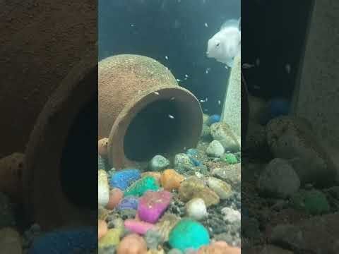 @Entertainment_adda01🚩Entertainment Adda 01 - Best Funny Videos | Comedy Shorts | Viral Reels