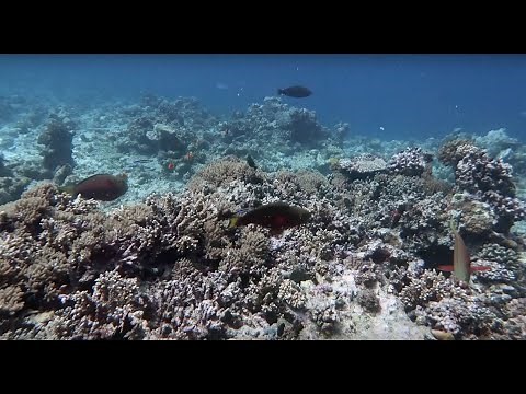 Mayotte, découverte du lagon
