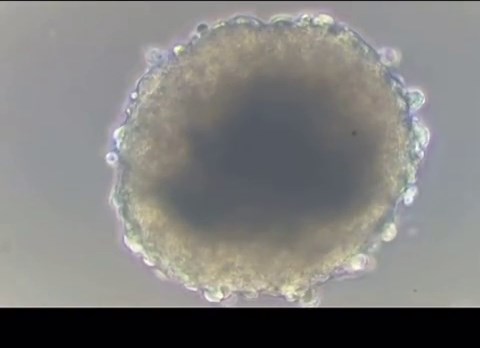 Cardiomyocytes are cells that make up the heart muscle/cardiac muscle. As the chief cell type of the heart, cardiac cells are primarily involved in the contractile function of the heart that enables the pumping of blood around the body. #trending #cardiaccells #cardiac #cardiacarrest #trending #foryou #foryoupage #fyp #fypシ #viral #health #lab #educateyourself #cardiomyocytes #minutelab