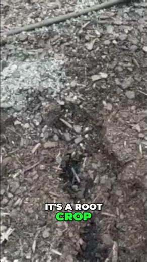 Growing Beets from Seed: My Secret for Sweetness! #shorts