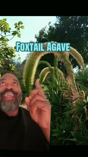 Homeowner Shocked by Alien-Looking Flower #plants #gardening