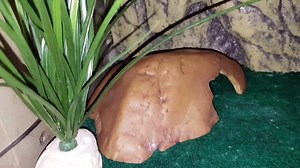 The Life Of A Leopard Gecko (Short Documentary Film 2016) (Sony A7S) (Samsung S7 Edge)