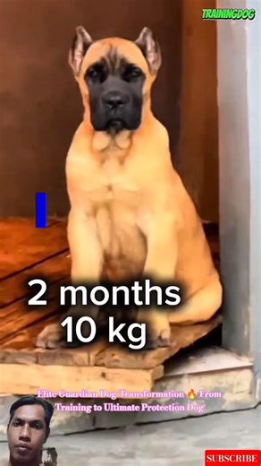 Elite Guardian Dog Transformation 🔥 From Training to Ultimate Protection Dog #americanbully #dog
