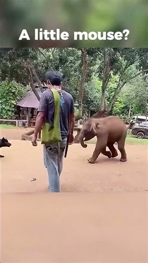 Little Baby Elephant VS Big Dogs Who’s the boss now? #babyelephant #funnyshorts #funnyanimals