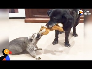 Rescued Raccoon and Dog Love Playing Together | The Dodo Odd Couples
