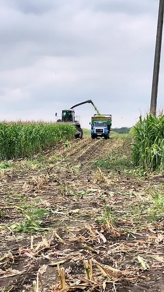 Corn Harvesting Process with Combine Harvester and Truck