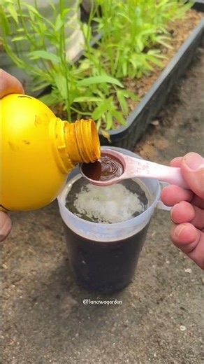 Easy Homemade Liquid Organic Fertilizer | DIY Pupuk Organik Cair untuk Tanaman 🍃