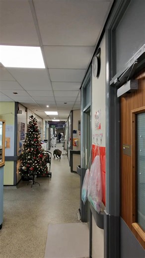 Brambles little jump cheers so many people up. The staff at this children’s hospital are well deserved of some bramble fun. | Dinomania