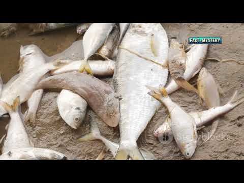 Raining Animals: Frogs, Fish, and Spiders from the Sky!