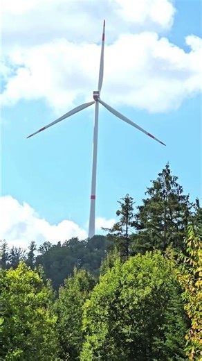 Deer Relaxing 4K Short 🇩🇪