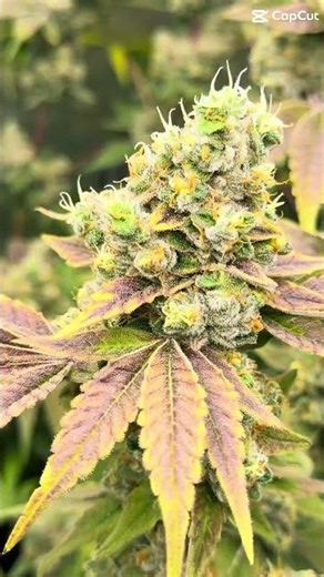 Day 65 of flower for the Chocolate Haze grow in RDWC