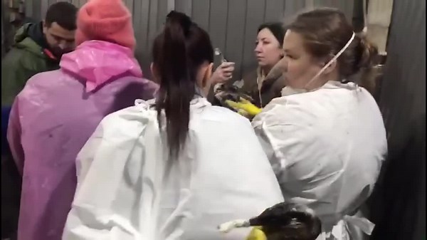 Birds rescued and cleaned after oil spill in Krasnodar Krai, Russia