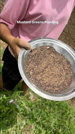 Planting Mustard Greens | Organic Farming 🥬