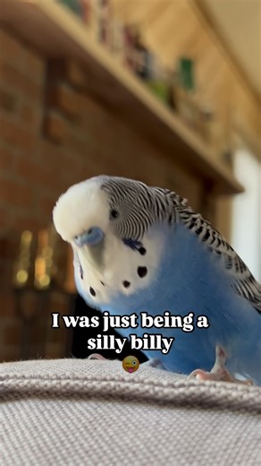 Blue on Instagram: "Send this to people to warn them😲 One of the questions people most ask is why Blue is alone. He is not alone, as I introduced a few times, he lives with his spouse NomNom. NomNom plays the role of eviil freaky billy here. Or eviil freaky billy plays the role of NomNom. To this date, no one knows. And that is why we see Blue a bit more than them together. We are all scared. Day 142 of posting my blue birb Blue to get him 100k followers as a challenge to people who said it is 