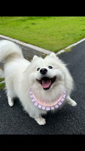 Samoyeds: The Ultimate Cuties