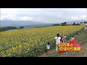 20万本のヒマワリが見ごろ 山梨・北杜市(14/08/04)