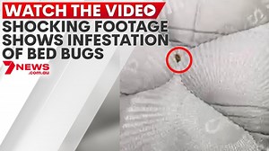 Shocking footage shows infestation of bed bugs