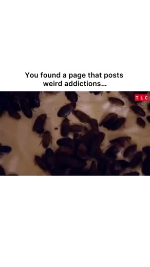 @odd_addictions on Instagram: "Collecting cockroaches obsession.. Ain’t no way 😭 Follow us @odd_addictions for more! 😂"