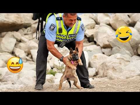HILARIOUS Dogs Being Weird 🤪 | 60 Minutes Of Funny Dog Videos #3