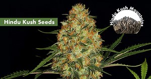 Where's Best to Buy Hindu Kush Seeds Online | Seed-Finder