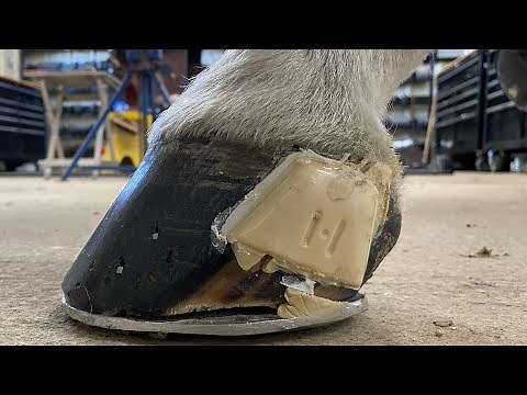 Check out this Horse’s Painful and Bleeding Quarter Crack! Hurting to Happy with Lee Olsen CJF