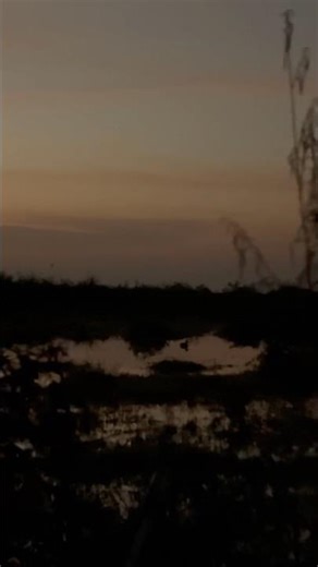 12 Gauge Shotgun Hunting #youtubeshorts #hunting