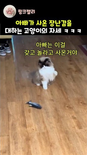 아빠가 사온 장난감을 대하는 고양이의 자세 ㅋㅋㅋ #고양이 #cat #funnycats #유머 #웃긴영상