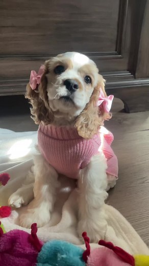 my sweet angel 🤍 #cockerspaniel #fyp #cockerspanielsoftiktok | Cocker Spaniel