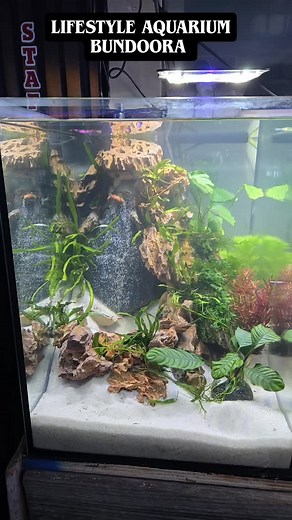 Underwater sand waterfall , new display and very easy to make. #lifestyleaquariumbundoora #waterfall #sandwaterfall #sandwaterfallaquarium #display #fishtank #tropicalfish #aquascaping #aquascape #liveplant #melbourne | Lifestyle Aquarium & Reptiles