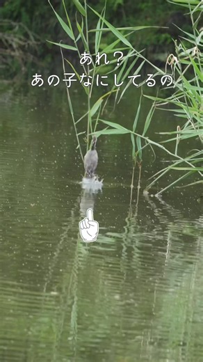 【野鳥観察】カイツブリのジャンプ！ #birds #かわいい