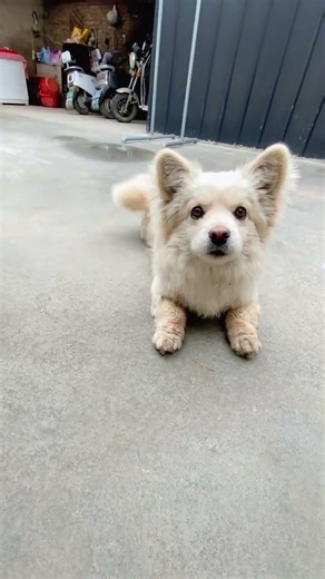 Adorable Local Dog's Daily Life in the Countryside