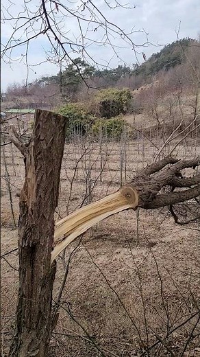 The sound of cutting wood. sawing sound effect. tree breaking