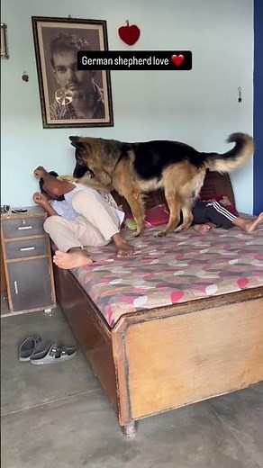 German Shepherd Dog Gets Angry to Protect Kids | Child Safety Dog | German Shepherd Power #dog