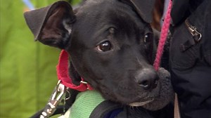 Dogs Saved From Euthanasia In US