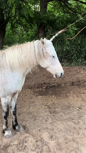 Mokka horse moments: loving life with my horse