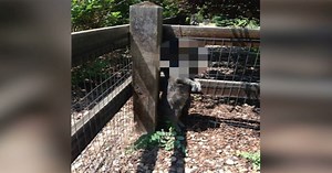 Cat owner devasted to see his pet hanged