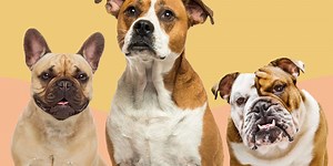 How Well Do You Know These Different Types of Bulldogs?