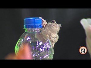 Meet Meredith the Grey Tree Frog from PA Woods & Forests