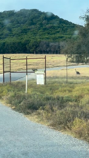 The running of the raptors… ahem emus. Emus are actually pretty speedy, they can sprint up to 30 mph! | Fossil Rim Wildlife Center