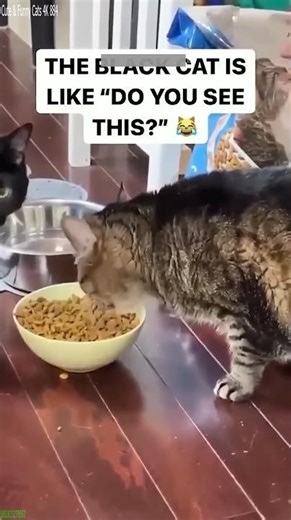 Alien Cat breaks everything - Animal Trend 🐾 Meow!