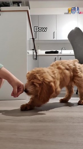 Cute Tricks by Hugo, a 13-Week-Old Cockapoo 🐶