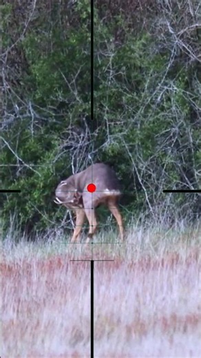 roe deer hunting | caccia al capriolo | Rehwildjagd