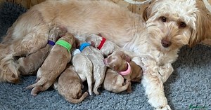 Gorgeous Sproodle Puppies for sale in Stoke-sub-Hamdon | Pets4Homes