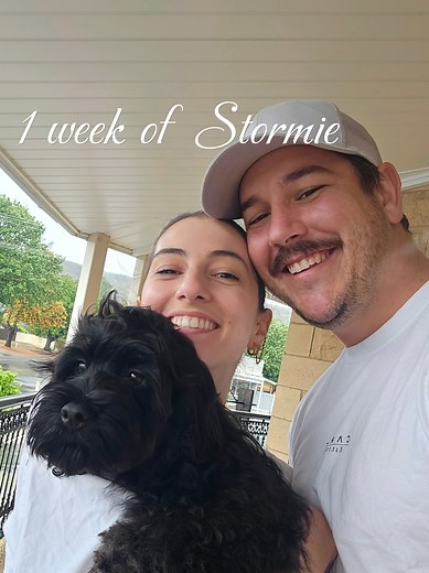 Meet Our New Puppy Storm: A Cocker Spaniel x Poodle