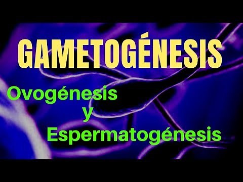 GAMETOGENESIS: oogenesis and spermatogenesis