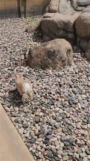 Easter Bunny loop #rabbit