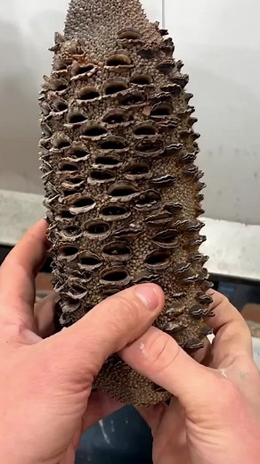 Woodturning - Coffee Cup #diy #woodturning #woodturner #woodworking #woodenart #jackmackwoodturning #jackmack