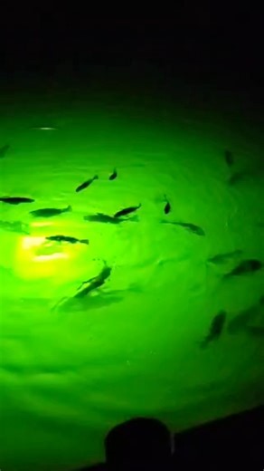 Dock light was loaded with fish! | AnglerUp with Brant