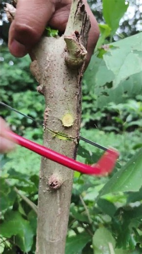 Rules for cutting Episode 181